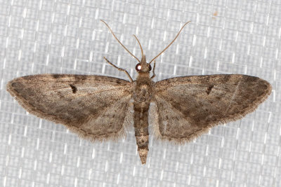 7476 (Eupithecia misturata)