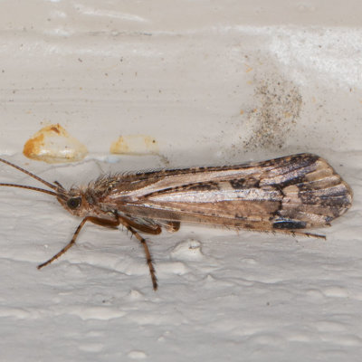 Caddisflies (Trichoptera)