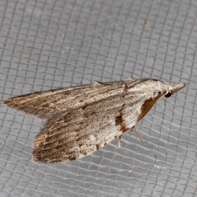 8993 Ceanothus Nola Moth (Nola minna)