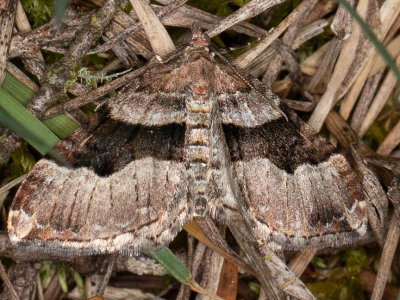7390 Toothed Brown Carpet (Xanthorhoe lacustrata)