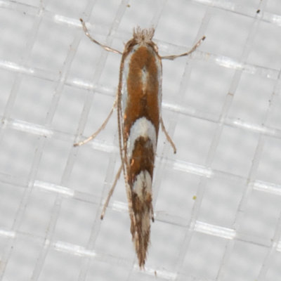 0750.2 (Phyllonorycter elmaella) Western Tentiform Leafminer