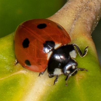 Seven-spotted Lady Beetle (Coccinella septempunctata)