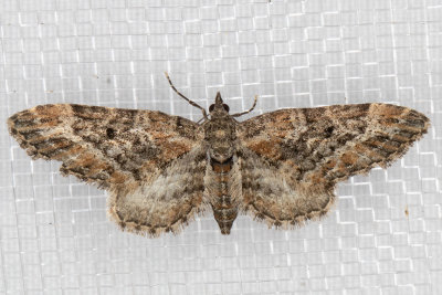 7496 (Eupithecia rotundopuncta)