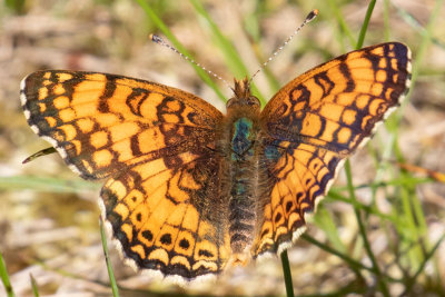 4488 Mylitta Crescent (Phyciodes mylitta)