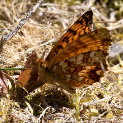 4488 Mylitta Crescent (Phyciodes mylitta)