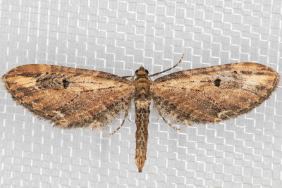 7587 (Eupithecia subapicata)