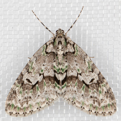 7637 Mottled Gray Carpet (Cladara limitaria)