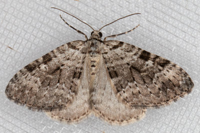 7324 (Perizoma curvilinea)