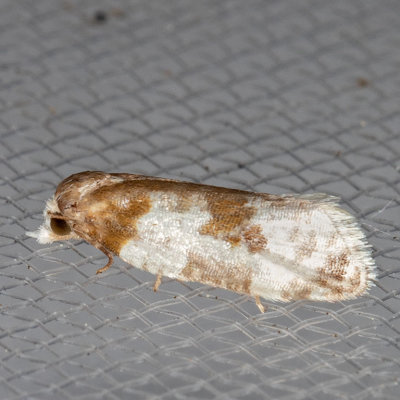 3798 Cone Cochylid Moth (Henricus fuscodorsana)