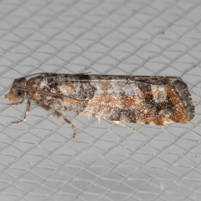 2903 Douglas-Fir Cone Moth  (Barbara colfaxiana)