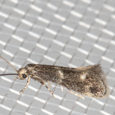 1132.97 Elachista sp.
