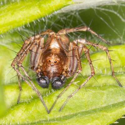 Western Lynx Spider (Oxyopes scalaris)