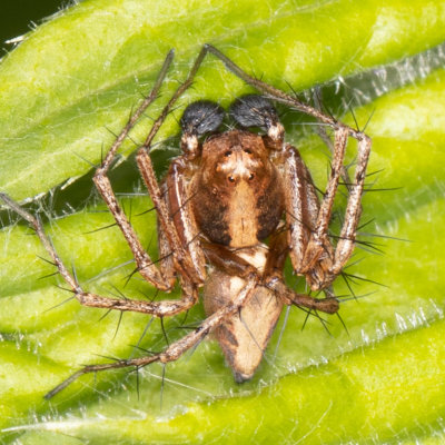 Western Lynx Spider (Oxyopes scalaris)