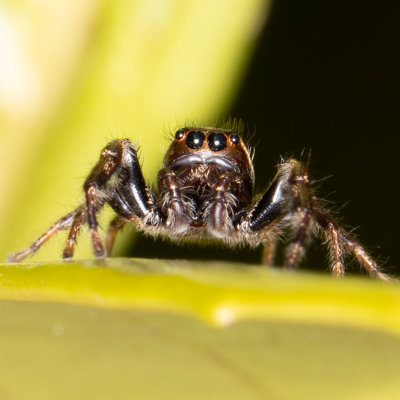 (Eris militaris) Bronze Jumper