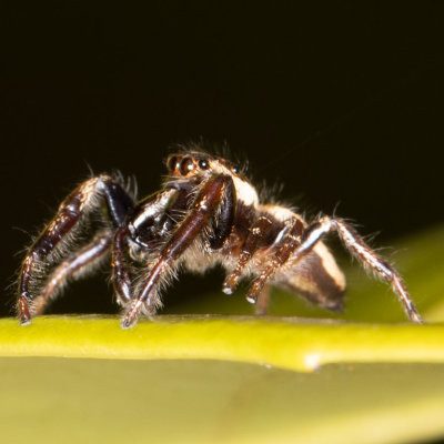 (Eris militaris) Bronze Jumper