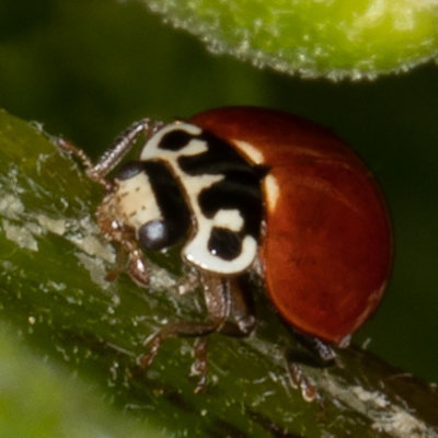 Western Blood-Red Lady Beetle (Cycloneda polita)