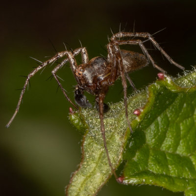 Western Lynx Spider (Oxyopes scalaris)
