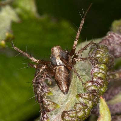 Western Lynx Spider (Oxyopes scalaris)