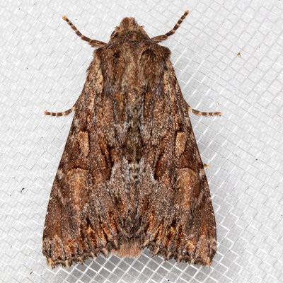 9334 Apamea antennata