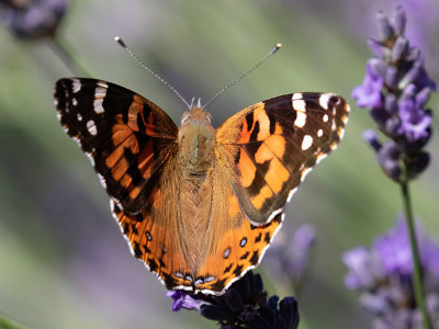 4435 Painted Lady (Vanessa cardui) 