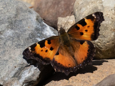 4431 California Tortoiseshell (Nymphalis californica)