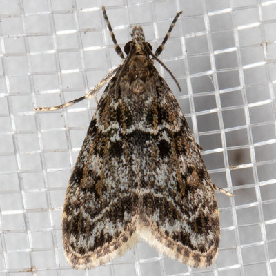 4735 Eudonia echo