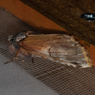 8014  Pale Prominent (Oligocentria pallida)