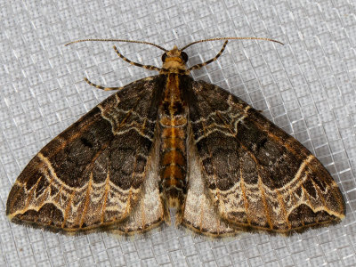 7213 Small Phoenix (Ecliptopera silaceata)