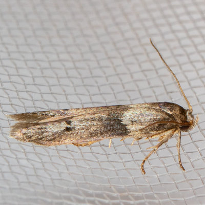 1162 Acorn Moth  (Blastobasis glandulella)