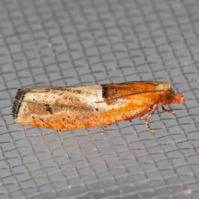 3289 (Epinotia johnsonana)