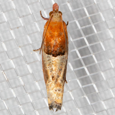 3289 (Epinotia johnsonana)