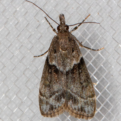 4726 Eudonia torniplagalis (Eudonia torniplagalis)