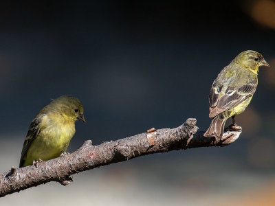 Lesser Goldfinch