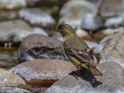 Lesser Goldfinch