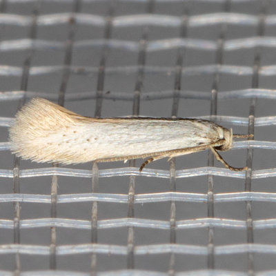 1081  Elachista epimicta (Elachista epimicta)