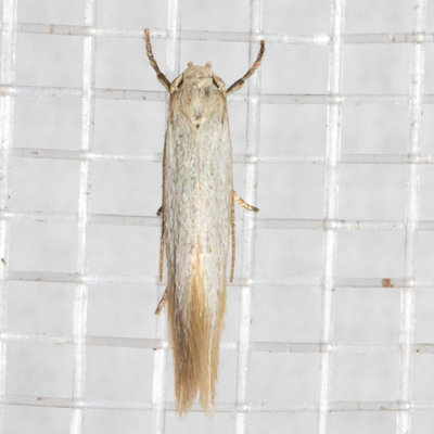 1081  Elachista epimicta (Elachista epimicta)