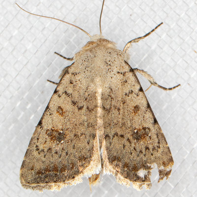 9656 Civil Rustic (Caradrina montana)