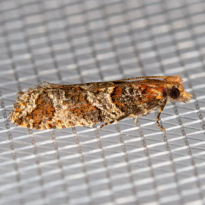 3322 (Epinotia sagittana)