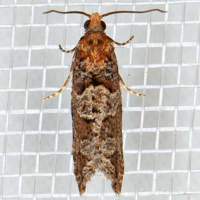 3322 (Epinotia sagittana)