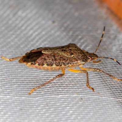 Brown Marmorated Stink Bug (Halyomorpha halys)