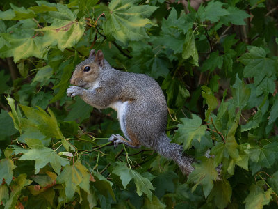 Eastern Gray Squirrel