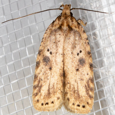 0878 (Agonopterix canadensis)