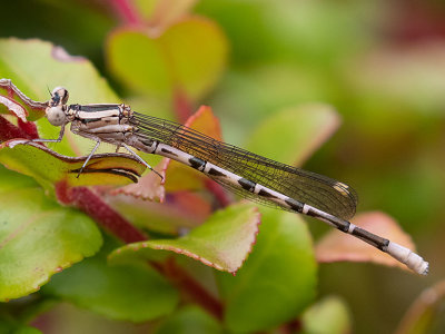 Vivid Dancer (Argia vivida)