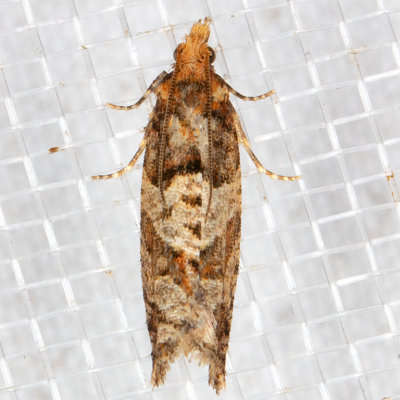 3322 (Epinotia sagittana)