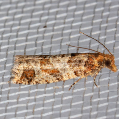 3322 (Epinotia sagittana)