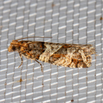 3322 (Epinotia sagittana)