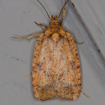 0884 Thelma's Agonopterix (Agonopterix thelmae)