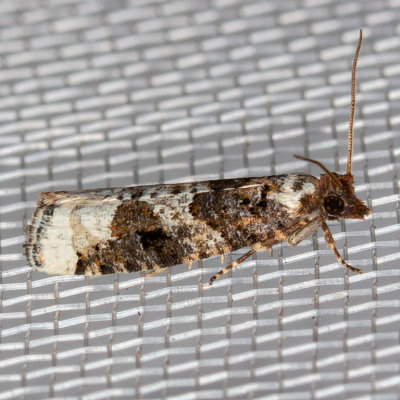 3342 Epinotia lomonana (Epinotia lomonana)