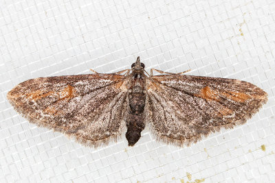 7600 (Eupithecia graefii)