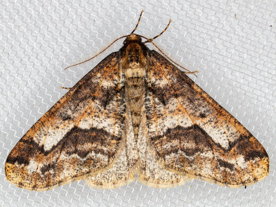 6665.1 (Erannis vancouverensis)
